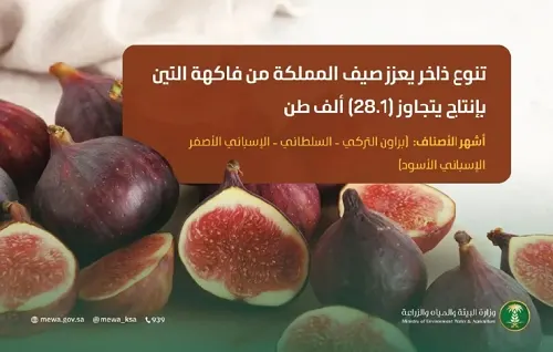 بـ28 ألف طن.. محاصيل التين المحلي تتصدر الأسواق