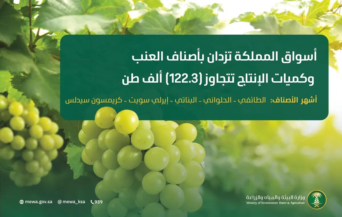 بـ122 ألف طن.. إنتاج “العنب” يعزز الاقتصاد المحلي