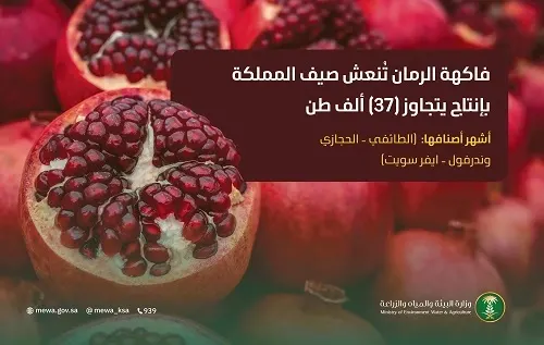 في 5 مناطق.. أكثر من 37 ألف طن إنتاج الرمان المحلي
