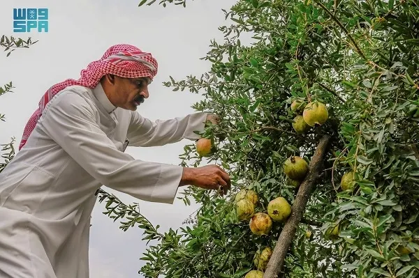 رمان الباحة