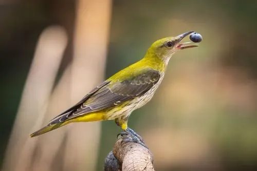 طيور “هجول” القطرية