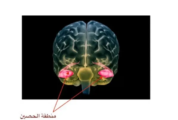 خلايا عصبية شابة تقي من ألزهايمر
