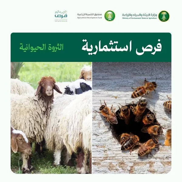 بعد نجاح الموسم الخامس.. العسل في القطيف يدخل مرحلة الاستثمار بمساحة 25 ألف متر2
