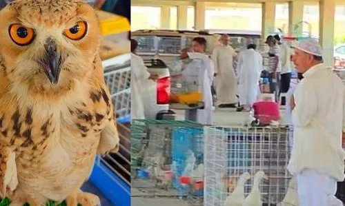 “الطيور” و “واقف” تحت مظلات سوق الخميس.. مؤقتاً