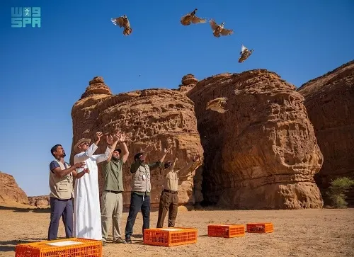 إطلاق 30 طائر حجل في محمية شرعان