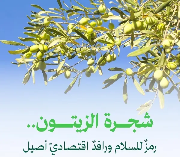قفزة في إنتاج الزيتون.. المملكة تحصد 351 ألف طن