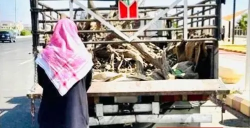 ضبط تاجر حطب محلي في عسير