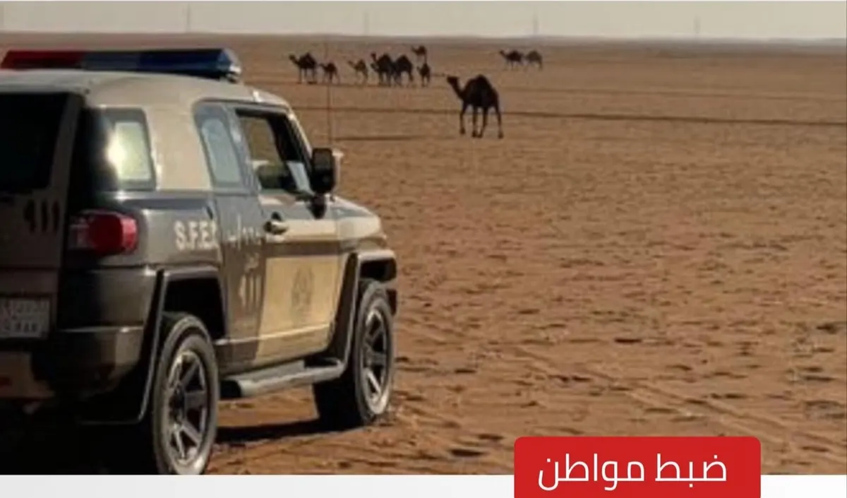 ضبط راعي إبل مخالف في محمية الإمام عبدالعزيز