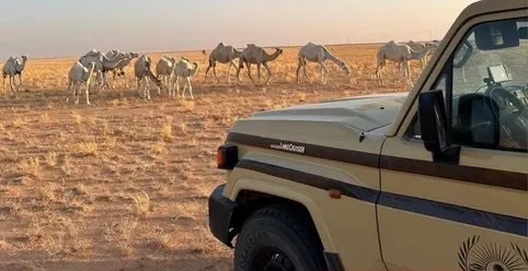 الرياض.. ضبط راعي إبل في منطقة محظورة