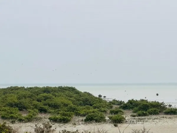 ساحل سنابس ودارين