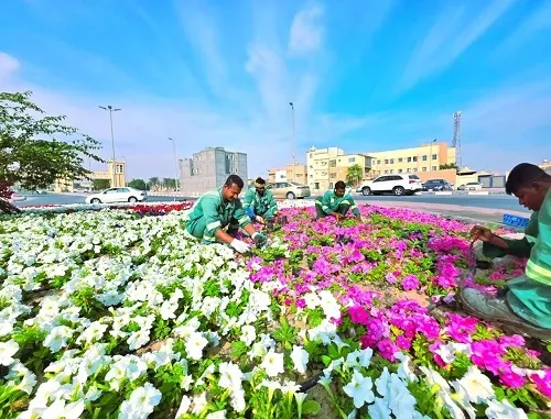 يجعلون شتاء القطيف أجمل