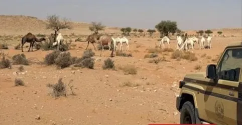 حصيلة اليوم.. 5 مخالفين لأنظمة البيئة في الرياض والمدينة