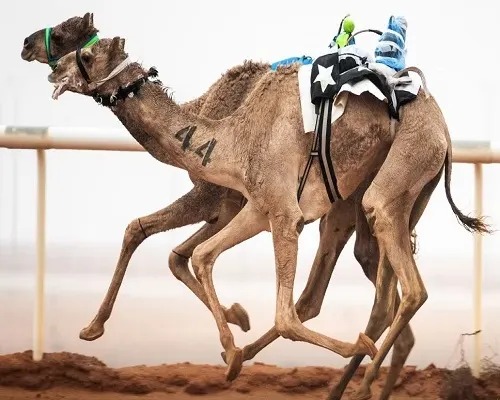 الأمطار تعطل فعاليات مهرجان الملك عبدالعزيز للإبل