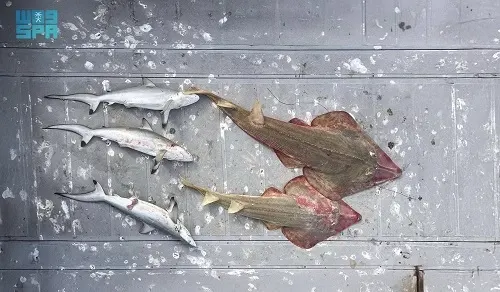 ضبط مخالفين اصطادوا 3 قروش وسمكتي أسفان