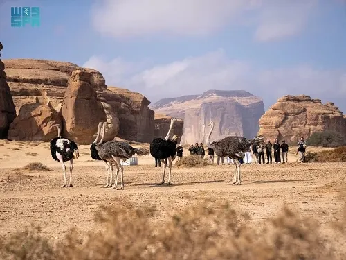 إطلاق 37 ظبياً ووعلاً ونعامة في “الحِجر”