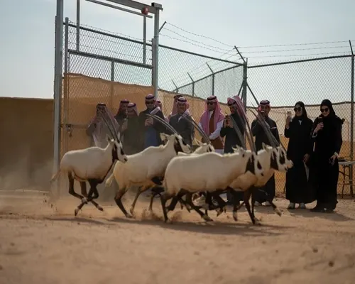 “الحياة الفطرية” يُطلق 61 كائناً جديداً في محمية الملك خالد