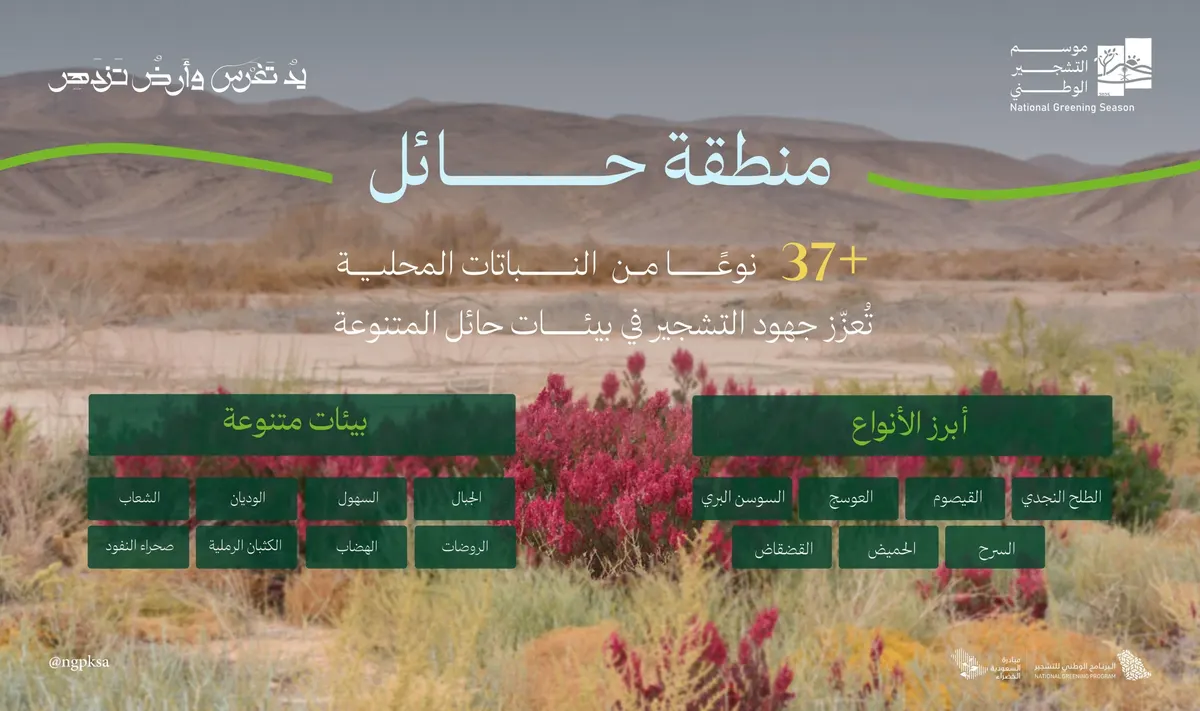“الطلح النجدي” في صدارة 37 نوعاً نباتياً في حايرة
