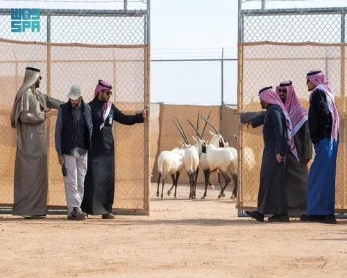 بينها المها والريم.. 60 كائناً جديداً في محمية الملك خالد