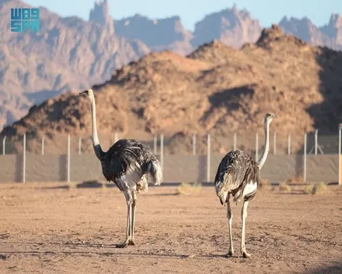 بعد غياب قرن.. “طائر الجمل” في محمية الأمير محمد بن سلمان