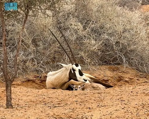 ولادة جديدة للمها العربي في بريدة