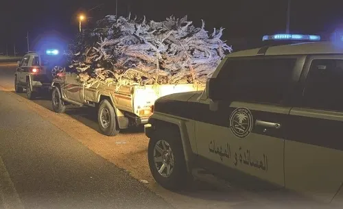 ضبط تاجر حطب وراعي إبل في محمية ملكية