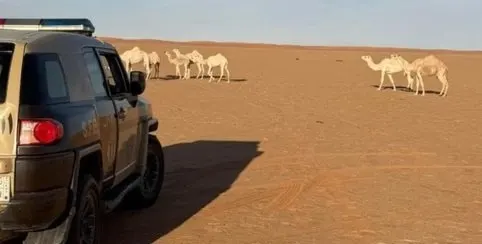 رعي مخالف ودخول فياض وإشعال نار.. ضبط 3 مخالفين لأنظمة البيئة