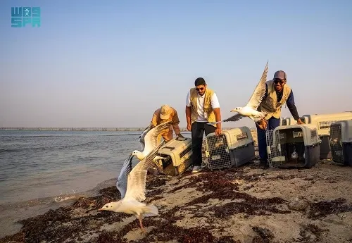 النورس ودجاج الماء ومالك الحزين و اللقلق العابديني.. إطلاق 63 طائراً بحرياً في كورنيش جدة