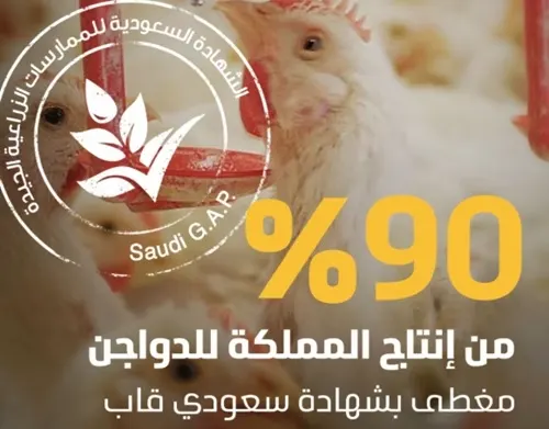 بإنتاج 1.2 مليون طن 90 % نسبة تطبيق “سعودي قاب” بقطاع الدواجن