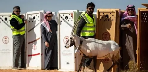 بينها المها العربي والريم 124 كائنا فطريا جديدا في محمية الإمام تركي بن عبدالله