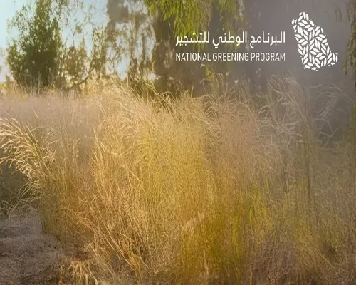 أكثر من 55 نوعا “السلم” يتصدر النباتات الملائمة للتشجير بالقصيم