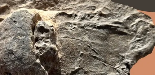 لسرطان حدوة الحصان اكتشاف أحفورة عمرها 465 مليون سنة في العلا