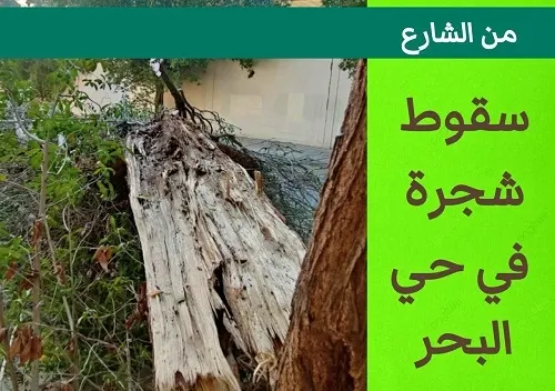 سقوط شجرة في حي البحر