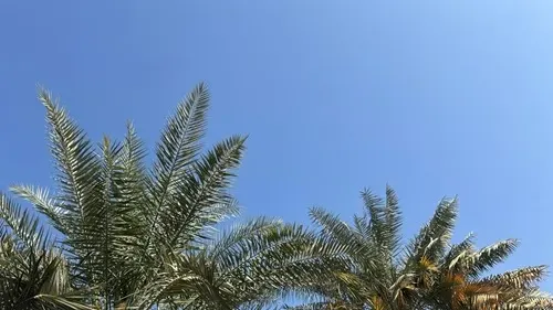 القطيف.. أجواء معتدلة بدرجة حرارة تصل إلى 24 مئوية