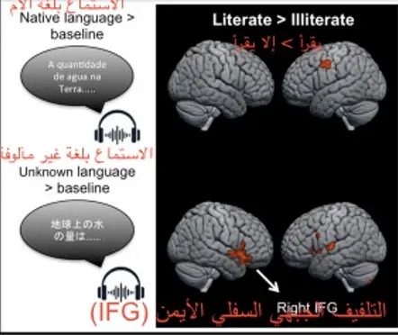 القراءة تنشط نصفي الدماغ وتنمي الوعي الصوتي وتساعد في استيعاب المعلومات اللفظية