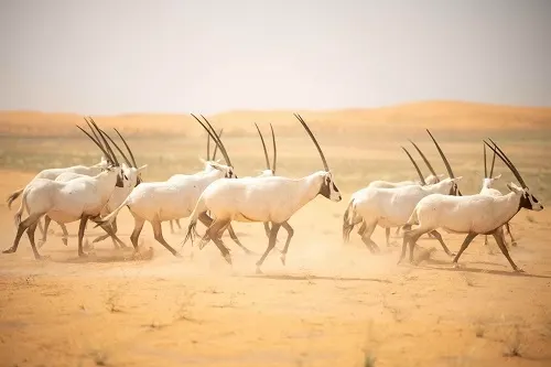 من 80 نوعاً مهدداً بالاقتراض 10 آلاف كائن فطري تعود إلى الطبيعة السعودية