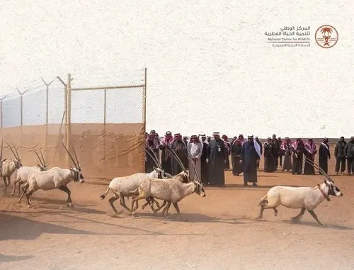 إطلاق 140 ظبي ريم ومها وحبارى في محمية الملك سلمان