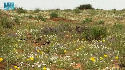 الأربيان