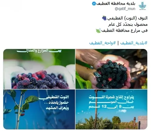 بلدية القطيف تستخدم كلمة “التوف” للتعريف بالفاكهة المحلية