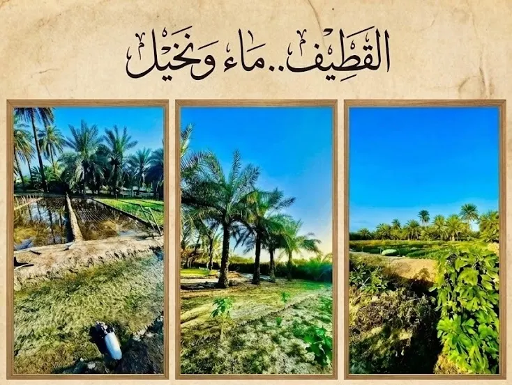 القطيف.. ماء ونخيل