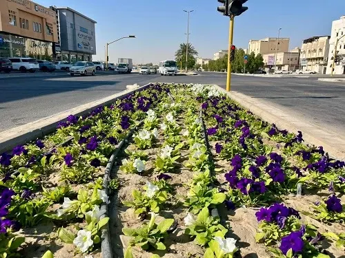خلال الربع الأول من 2026م.. القطيف.. تأهيل 1.3 مليون م² من الحدائق وزراعة 73 ألف شجرة