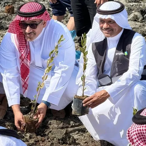 تاروت خضراء أكثر بـ 20 ألف شتلة منغروف جديدة