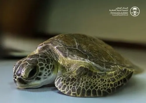 تأهيل سلحفاة وإعادتها إلى الطبيعة في جزيرة “أبو علي”