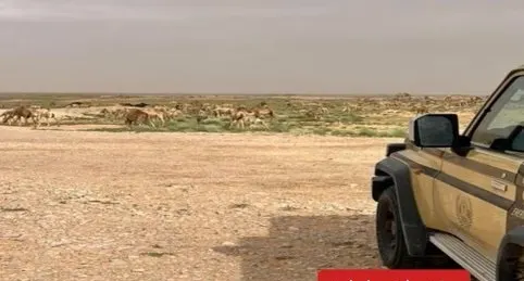 ضبط 7 مخالفي بيئة في الصيد والرعي ودخول الفياض