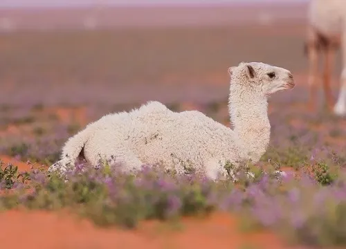 نعيجان