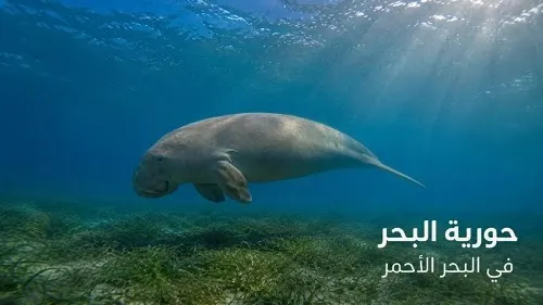 ظهور “حورية البحر” مجدداً شمال البحر الأحمر..