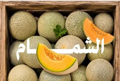 70.5 ألف طن.. إنتاج المملكة من الشمام سنوياً