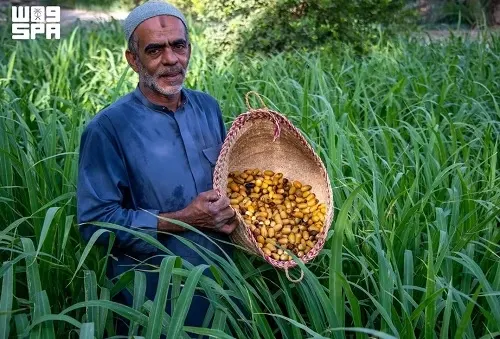 بواكير الرطب