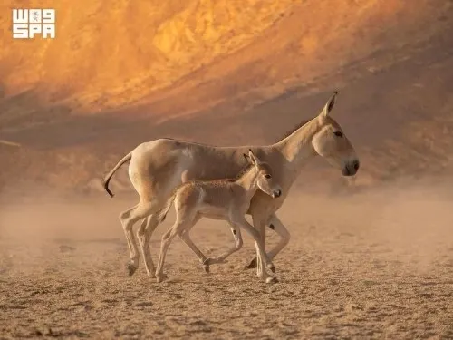ولادة أول حمار بري آسيوي في المملكة منذ قرن