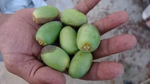 خلال قريقر.. صنف نادر يُؤكل قبل أن ينضج