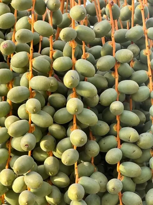 عذوق خلال